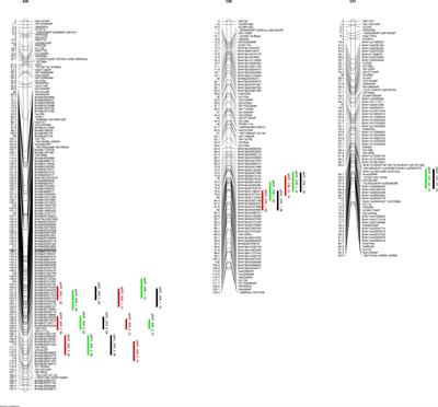A systems genomics and genetics approach to identify the genetic regulatory network for lignin content in Brassica napus seeds